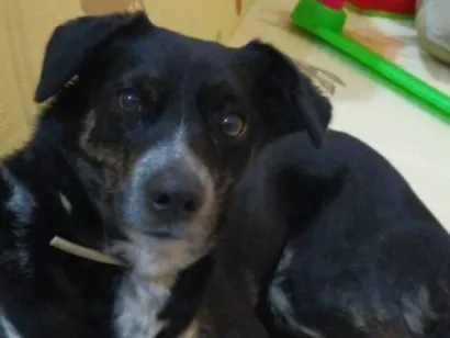 Cachorro raça SRD-ViraLata idade 2 anos nome Keiko