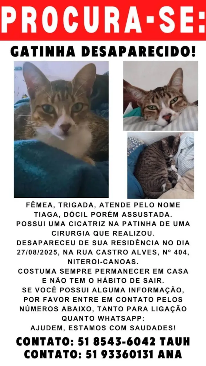 Gato ra a SRD-ViraLata idade 2 anos nome Tiaga