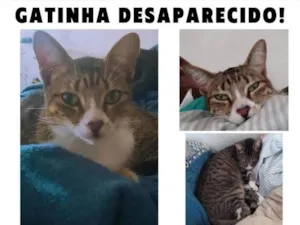 Gato raça SRD-ViraLata idade 2 anos nome Tiaga