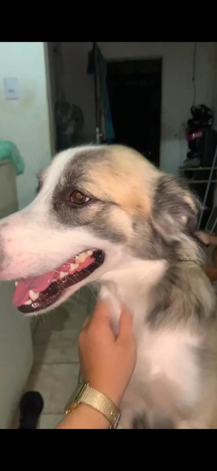 Cachorro ra a SRD-ViraLata idade 7 a 11 meses nome Betovem 