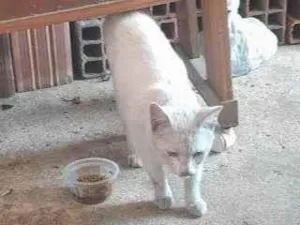 Gato raça SRD-ViraLata idade 2 a 6 meses nome Falar com Marcelo - Whats 11 95080-2235