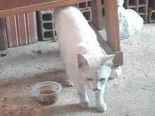 Gato raça SRD-ViraLata idade 2 a 6 meses nome Falar com Marcelo - Whats 11 95080-2235