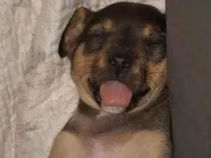 Cachorro raça SRD-ViraLata idade 2 a 6 meses nome Blue