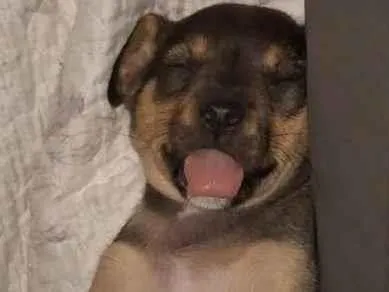 Cachorro raça SRD-ViraLata idade 2 a 6 meses nome Blue