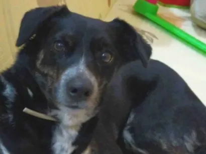 Cachorro raça SRD-ViraLata idade 2 anos nome Keiko