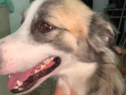 Cachorro raça SRD-ViraLata idade 7 a 11 meses nome Betovem 