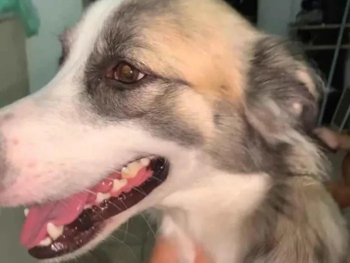 Cachorro ra a SRD-ViraLata idade 7 a 11 meses nome Betovem 