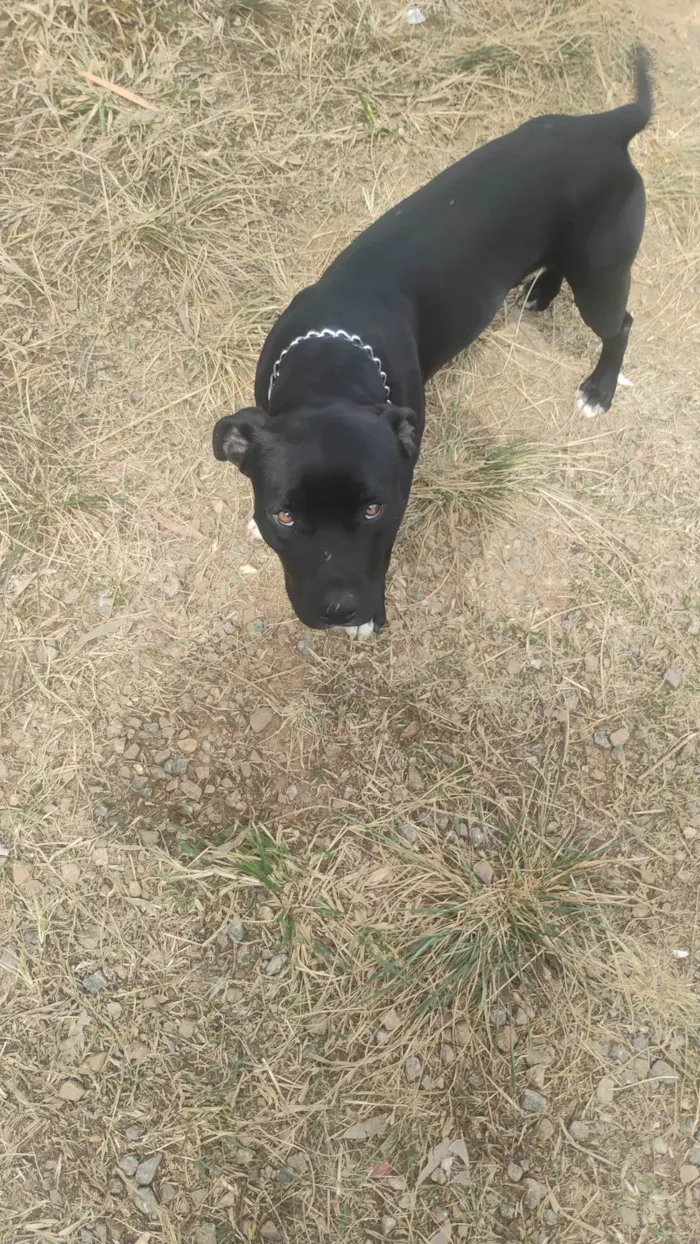 Cachorro ra a Pit-Bull idade 7 a 11 meses nome Thor 