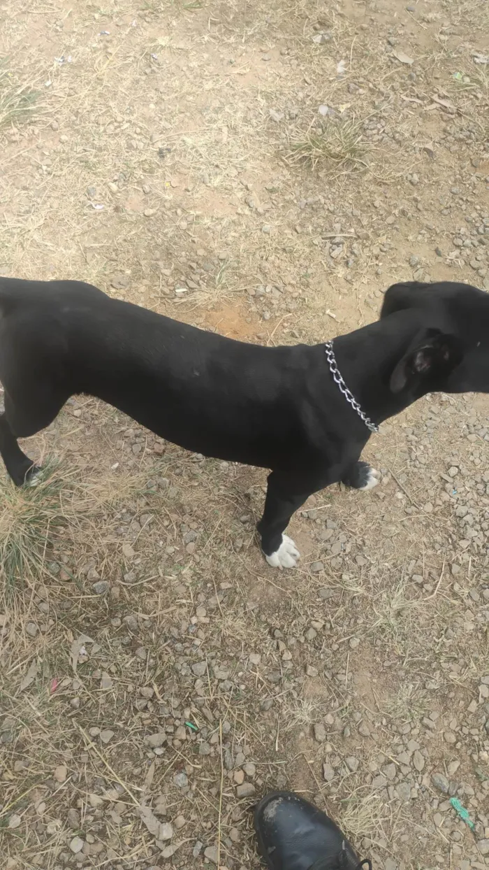 Cachorro ra a Pit-Bull idade 7 a 11 meses nome Thor 