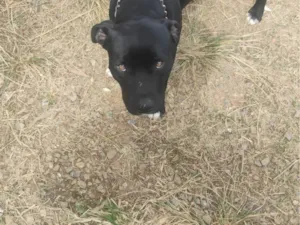 Cachorro raça Pit-Bull idade 7 a 11 meses nome Thor 