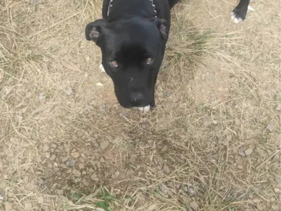 Cachorro raça Pit-Bull idade 7 a 11 meses nome Thor 