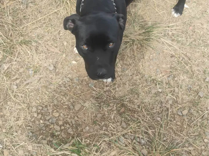 Cachorro ra a Pit-Bull idade 7 a 11 meses nome Thor 