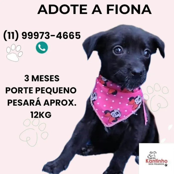 Cachorro ra a SRD-ViraLata idade 2 a 6 meses nome Fiona