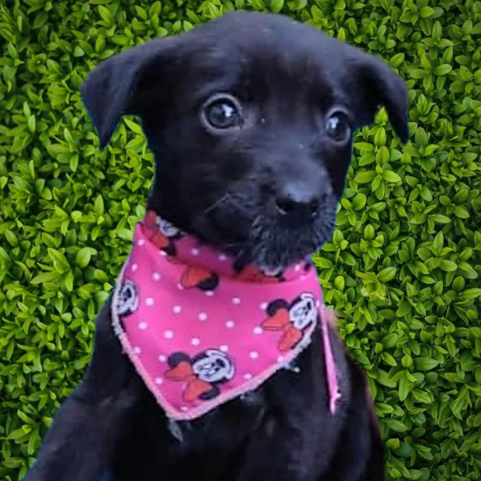 Cachorro ra a SRD-ViraLata idade 2 a 6 meses nome Fiona