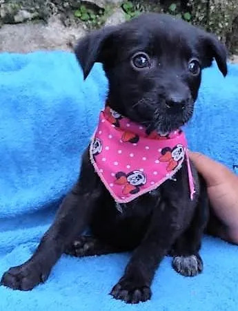 Cachorro ra a SRD-ViraLata idade 2 a 6 meses nome Fiona