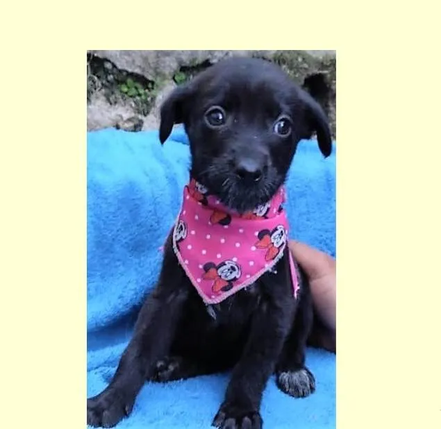 Cachorro ra a SRD-ViraLata idade 2 a 6 meses nome Fiona