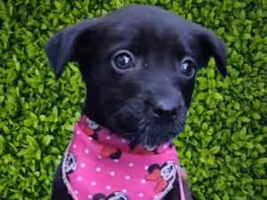 Cachorro raça SRD-ViraLata idade 2 a 6 meses nome Fiona
