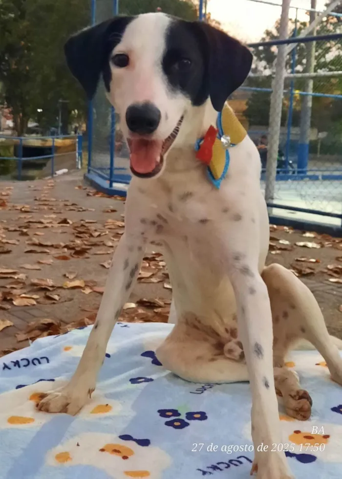 Cachorro ra a SRD-ViraLata idade 7 a 11 meses nome Malhado