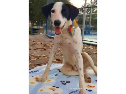 Cachorro raça SRD-ViraLata idade 7 a 11 meses nome Malhado