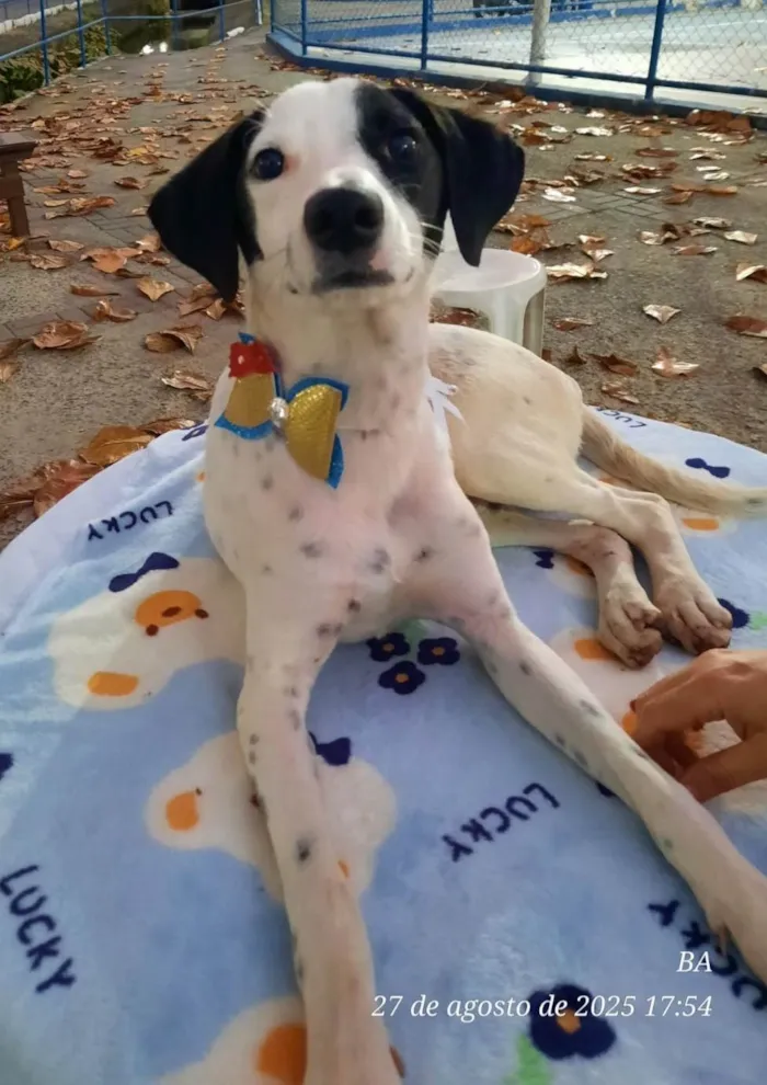 Cachorro ra a SRD-ViraLata idade 7 a 11 meses nome Malhado
