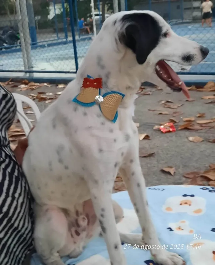Cachorro ra a SRD-ViraLata idade 7 a 11 meses nome Malhado