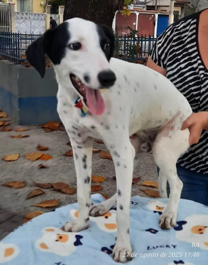 Cachorro ra a SRD-ViraLata idade 7 a 11 meses nome Malhado
