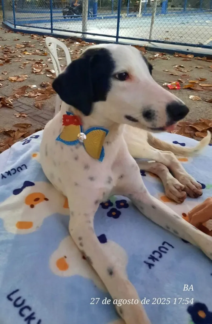 Cachorro ra a SRD-ViraLata idade 7 a 11 meses nome Malhado
