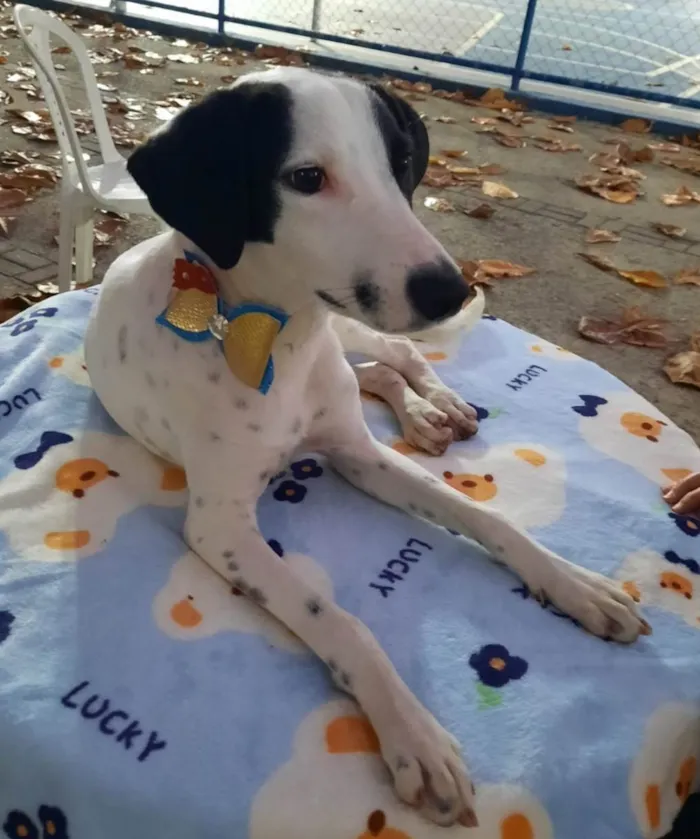Cachorro ra a SRD-ViraLata idade 7 a 11 meses nome Malhado