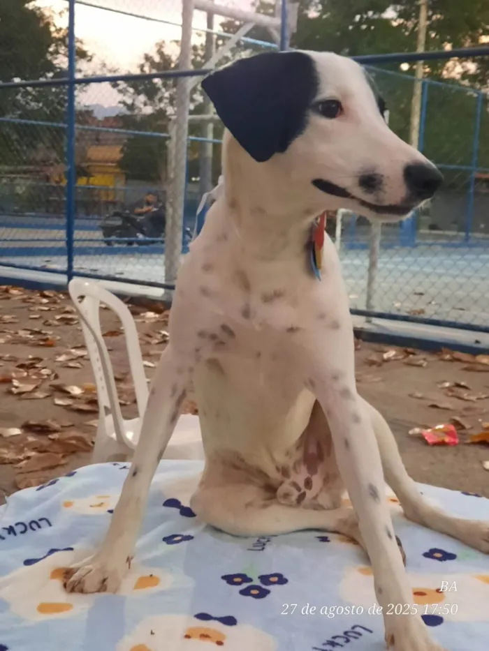 Cachorro ra a SRD-ViraLata idade 7 a 11 meses nome Malhado