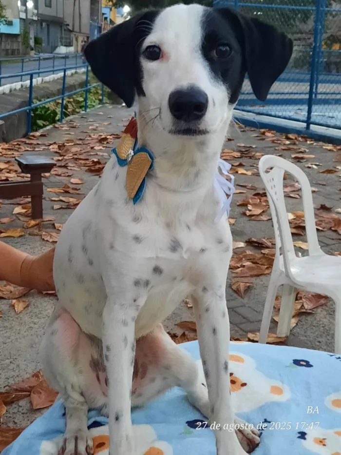 Cachorro ra a SRD-ViraLata idade 7 a 11 meses nome Malhado
