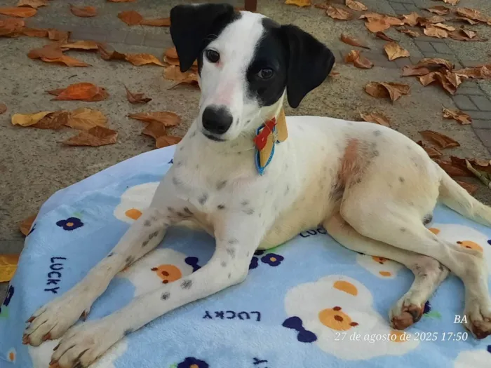 Cachorro ra a SRD-ViraLata idade 7 a 11 meses nome Malhado