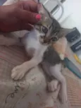 Simba