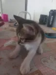 Simba