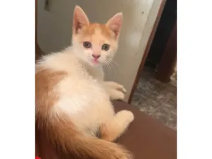Gato raça SRD-ViraLata idade Abaixo de 2 meses nome Karyne