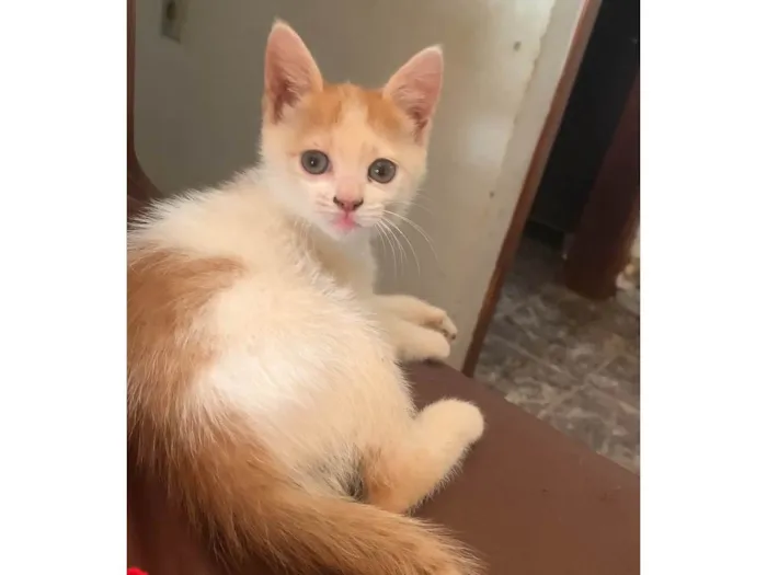 Gato ra a SRD-ViraLata idade Abaixo de 2 meses nome Karyne