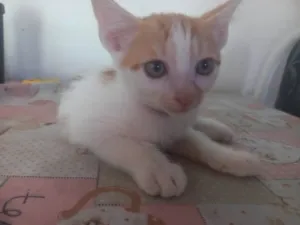 Gato raça SRD-ViraLata idade 2 a 6 meses nome Príncipe 