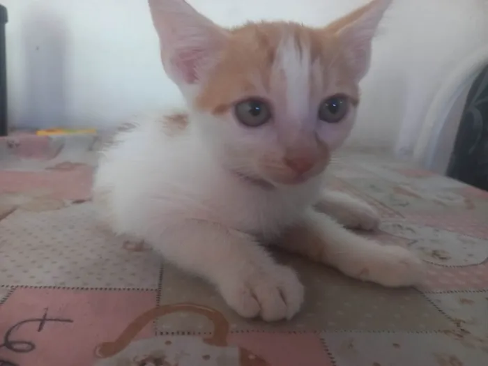 Gato ra a SRD-ViraLata idade 2 a 6 meses nome Príncipe