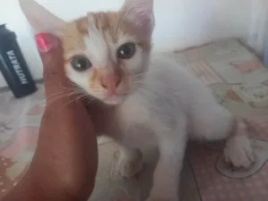 Gato raça SRD-ViraLata idade 2 a 6 meses nome Branquinho