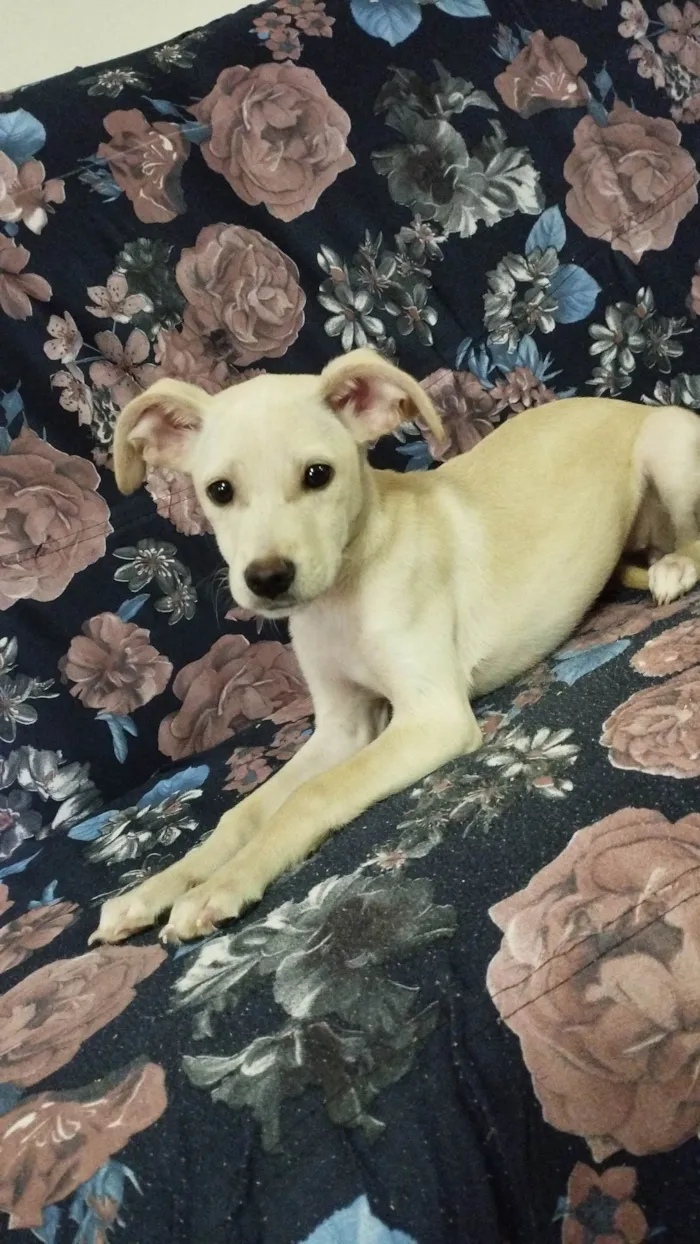 Cachorro ra a SRD-ViraLata idade 2 a 6 meses nome Luna