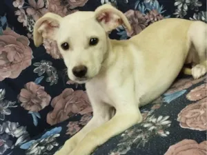 Cachorro raça SRD-ViraLata idade 2 a 6 meses nome Luna