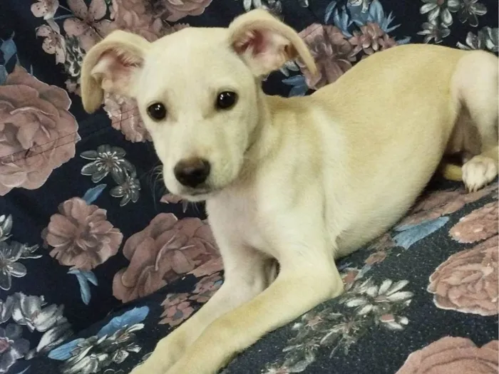 Cachorro ra a SRD-ViraLata idade 2 a 6 meses nome Luna