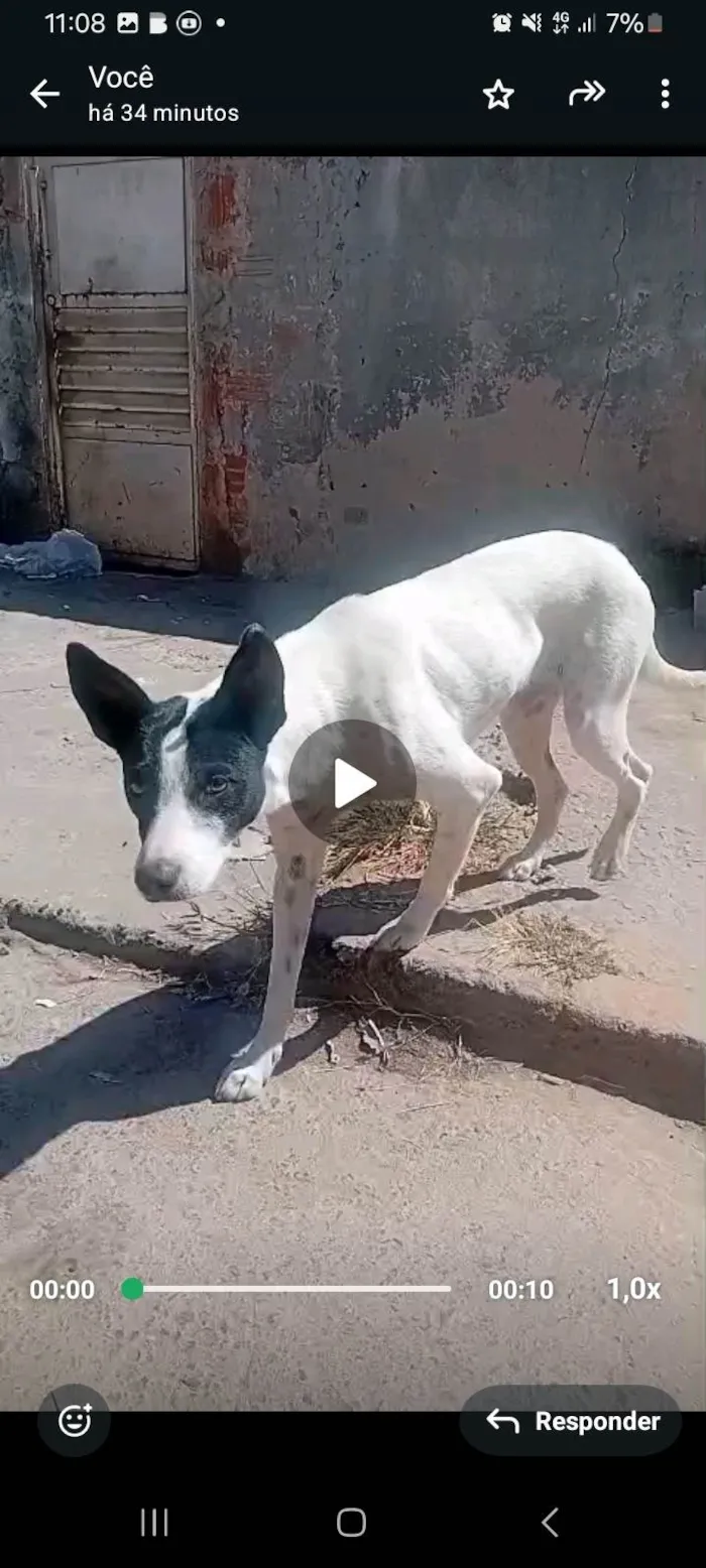 Cachorro ra a SRD-ViraLata idade 3 anos nome Pretinha