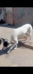 Pretinha