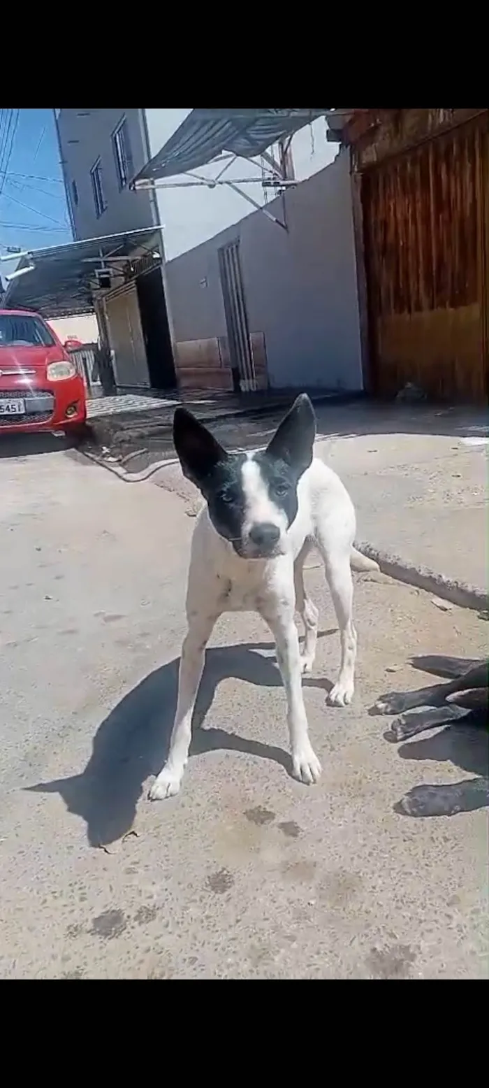 Cachorro ra a SRD-ViraLata idade 3 anos nome Pretinha