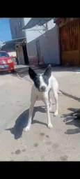 Pretinha
