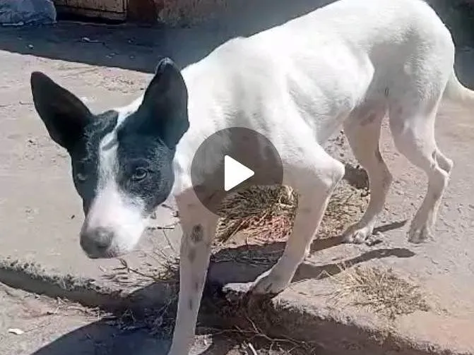 Cachorro ra a SRD-ViraLata idade 3 anos nome Pretinha