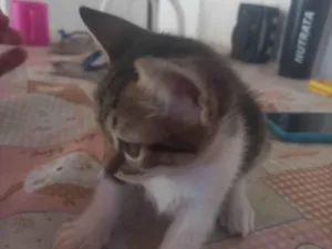 Gato raça SRD-ViraLata idade 2 a 6 meses nome Simba