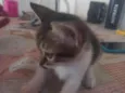 Simba
