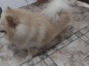 Cachorro raça Chow Chow idade 3 anos nome Lucky 
