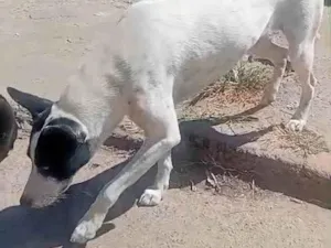 Cachorro raça SRD-ViraLata idade 3 anos nome Pretinha